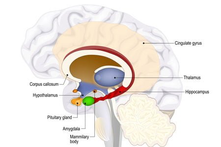 Illustration of brain